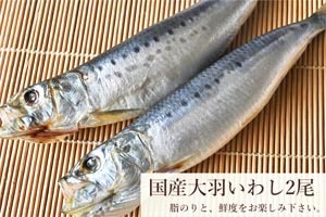 画像1: 国産大羽いわし2尾（真空袋） (1)